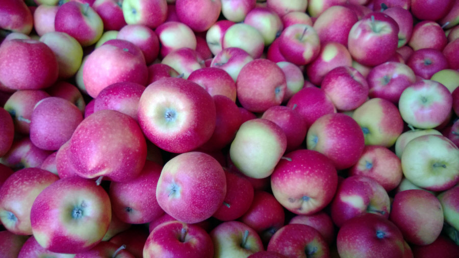 Exportador polaco de frutas, manzanas, peras, ciruelas, cerezas, mayorista Polonia 02
