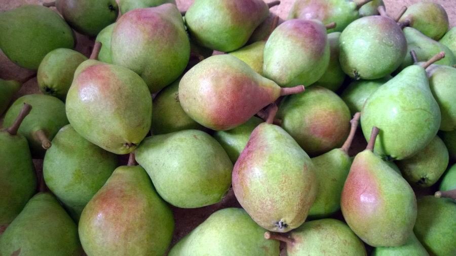 Exportador polaco de frutas, manzanas, peras, ciruelas, cerezas, mayorista Polonia 01