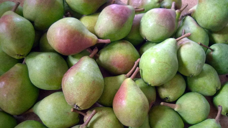 Exportador polaco de frutas, manzanas, peras, ciruelas, cerezas, mayorista Polonia 01