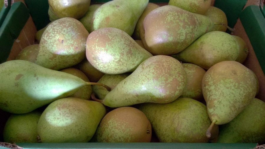 Exportador polaco de frutas, manzanas, peras, ciruelas, cerezas, mayorista Polonia 01