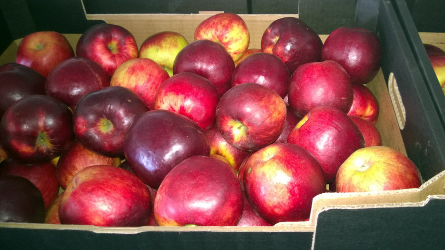 Exportador polaco de frutas, manzanas, peras, ciruelas, cerezas, mayorista Polonia 01
